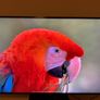 Samsung 50" 4K Smart TV Image 3