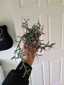 Plant plastic