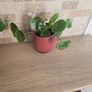 House plant Begonia Red Ruby Image 4