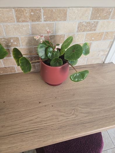 House plant Begonia Red Ruby