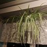 Spider plant Image 3