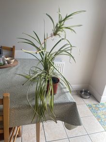 spider plant