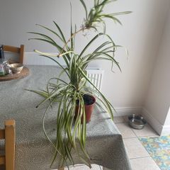 spider plant