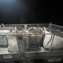#Dry Stored# Fresh Ash Woodchip - Tonne Bags Image 6