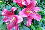 Touchstone Tree Lily
