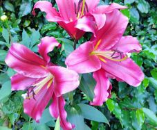 Touchstone Tree Lily