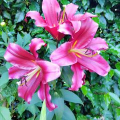 Touchstone Tree Lily