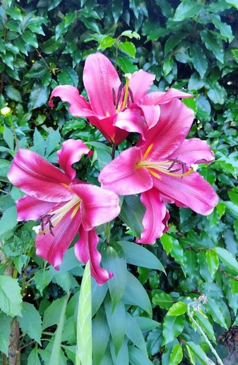 Touchstone Tree Lily