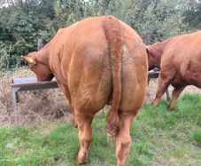 Livestock