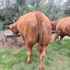 Livestock