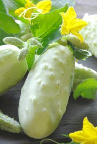 (C) White Cucumer White Wonder seeds 2g (180474)
