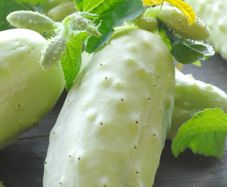 (C) White Cucumer White Wonder seeds 2g (180474)