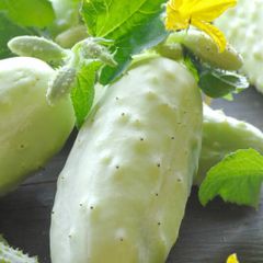 (C) White Cucumer White Wonder seeds 2g (180474)