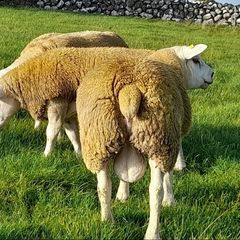 3 SIS PBR Texel Ram Lambs
