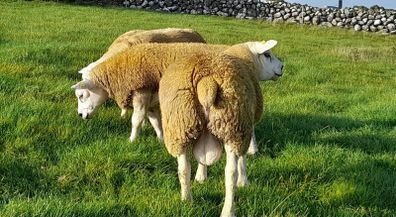 3 SIS PBR Texel Ram Lambs