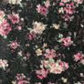 Mary Grant Top - Black with Rose Print - Size 1 Image 2
