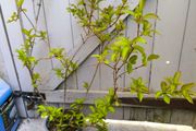 garden plants