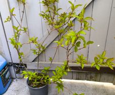 garden plants