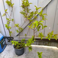 garden plants