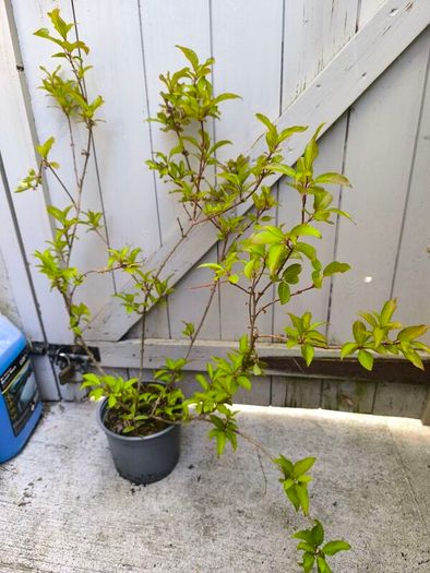 garden plants