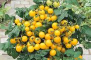 (T) Tomato Aztek seeds 0.2g (183840)