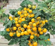 (T) Tomato Aztek seeds 0.2g (183840)