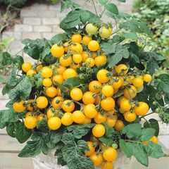 (T) Tomato Aztek seeds 0.2g (183840)