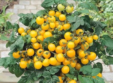 (T) Tomato Aztek seeds 0.2g (183840)