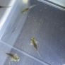 Premium Axolotl Juveniles Image 10
