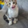 Kitten for adoption Image 4