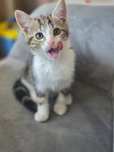 Kitten for adoption