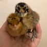 USA silkie chicks Image 5