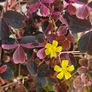 Oxalis Image 3