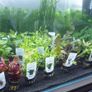 Aquarium plants - basket Image 10
