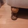 Antique Suite - Chaise Loumge Image 6