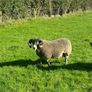 3 Lanark Shearlings For Sale!! Image 4