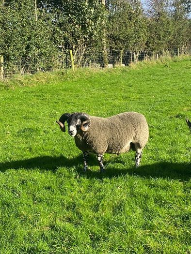3 Lanark Shearlings For Sale!!