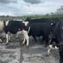 Pedigree Angus Bull Choice of two Image 6