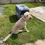 Dog Image 5