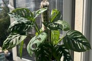 Monstera adansoni