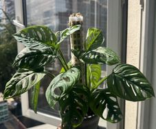 Monstera adansoni
