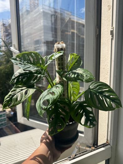 Monstera adansoni