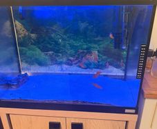 Two Fluval fish tanks and a unit including all accessories required