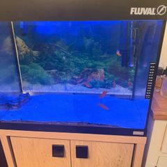 Two Fluval fish tanks and a unit including all accessories required