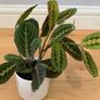 Maranta Leuconeura 'Fascinator Tricolor' (Pray Plant) in 12cm pot and 35cm in height Image 2