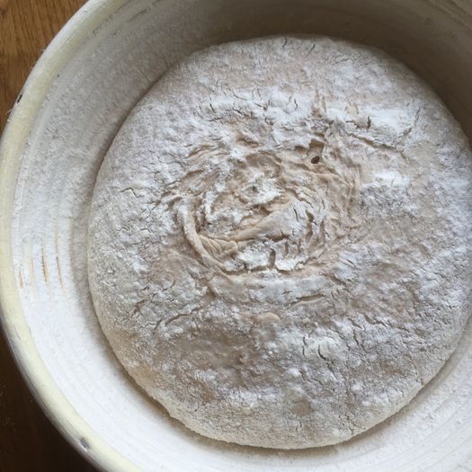 Sourdough bread starter, fully organic
