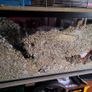gerbils with cage Image 2