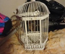 bird cage