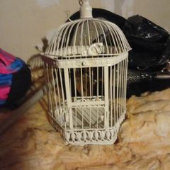 bird cage