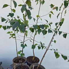 Birch Trees